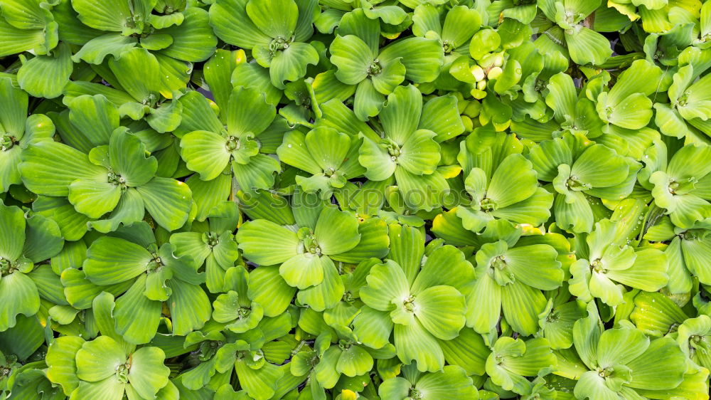 Similar – Image, Stock Photo autumns Nature Plant Leaf