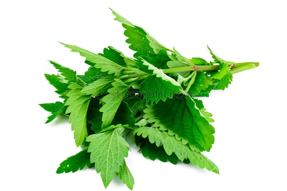 Similar – Image, Stock Photo Herbal tea from fresh nettle