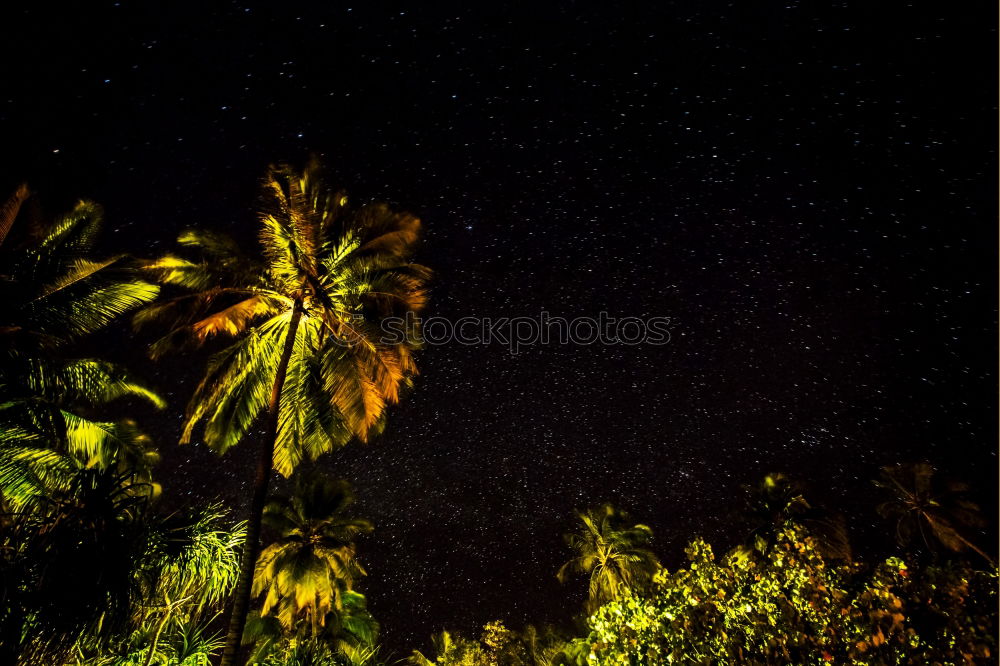 Similar – Image, Stock Photo starry sky Nature Plant