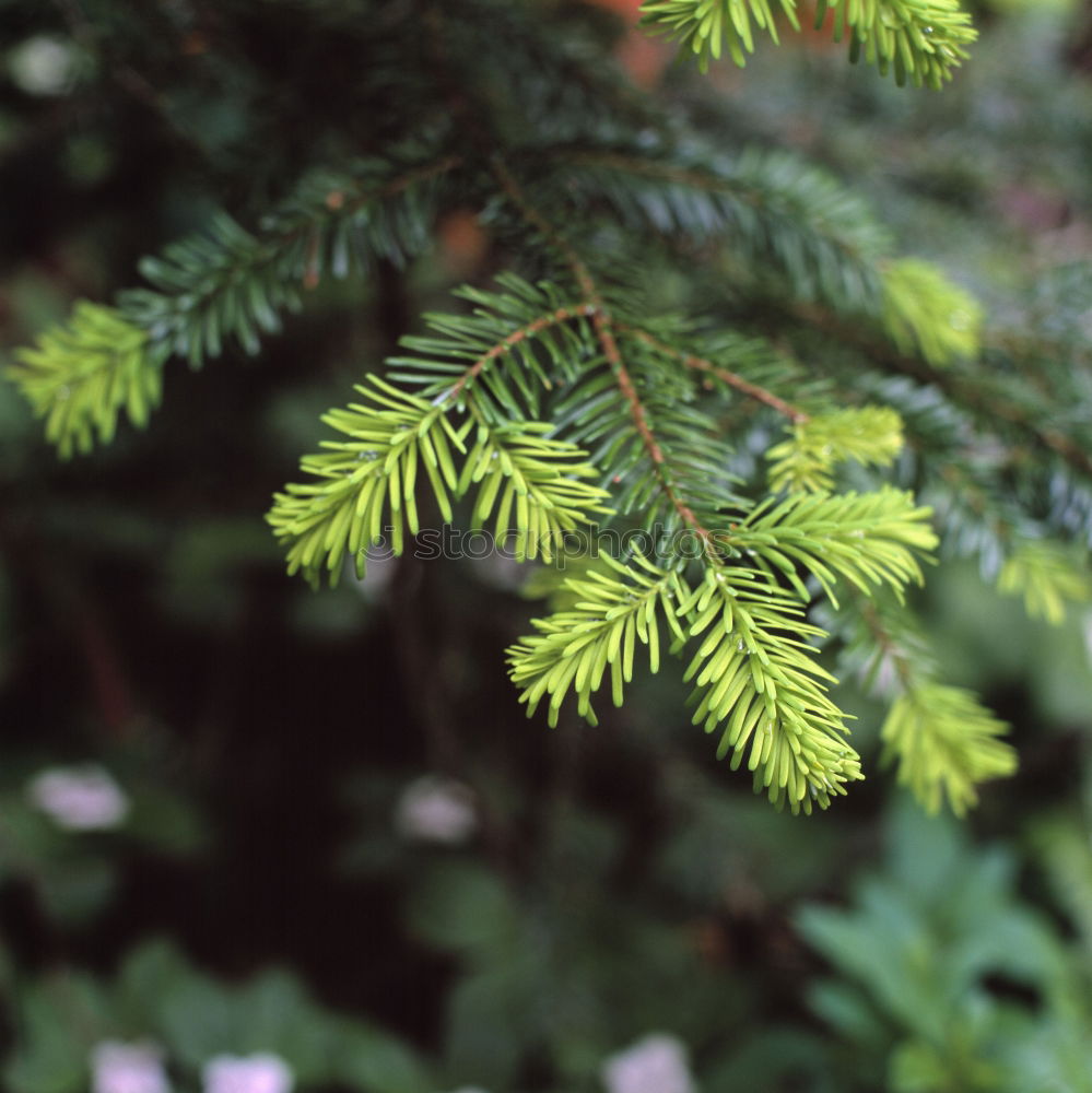 Similar – Image, Stock Photo needles Plant Growth