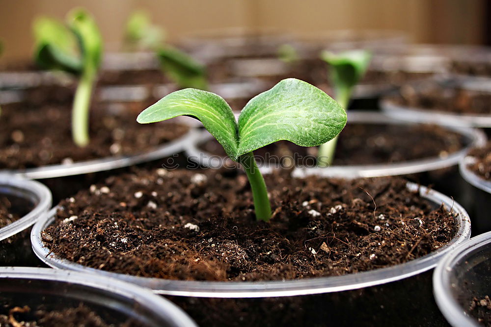 Similar – Image, Stock Photo Beetroot plant in an earthen pot in a raised bed between small salad plants