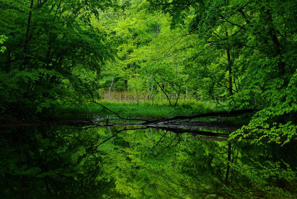 Image, Stock Photo Landscape in the Spreewald near Lübbenau