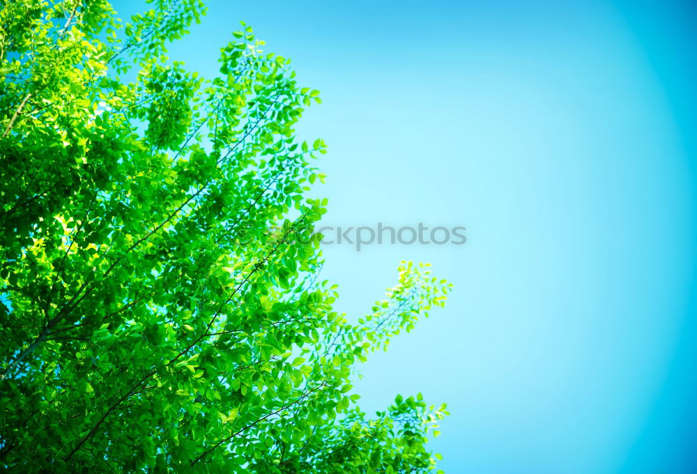 Similar – Image, Stock Photo Ancient Oak Tree Oak tree