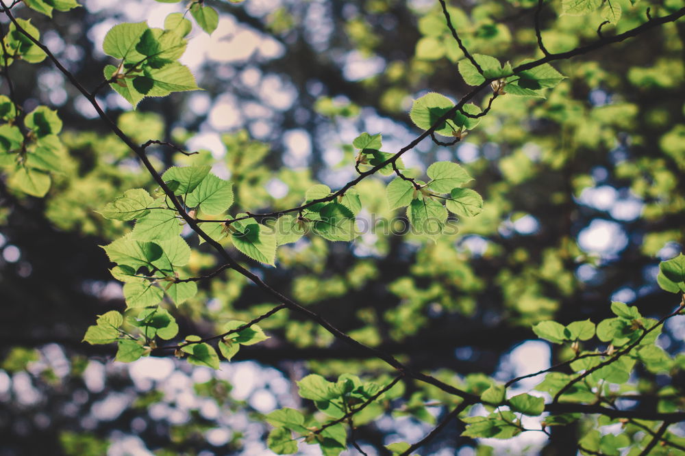 Similar – Foto Bild Das letzte Blatt Umwelt