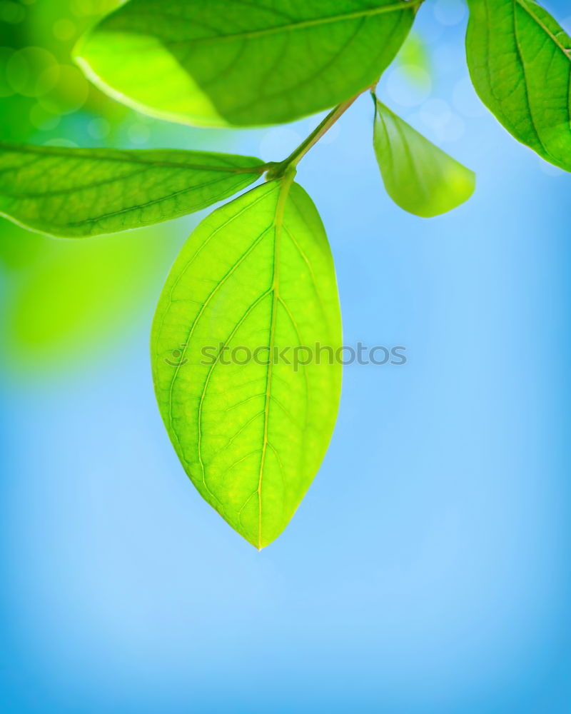 Similar – Foto Bild Summertime? Blatt springen