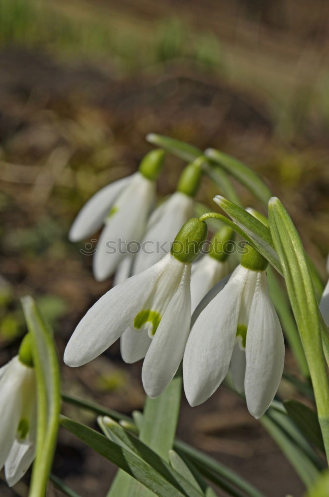 Similar – Schneeglöckchen Frühling