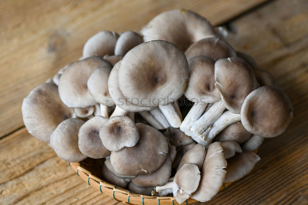 Similar – Fresh porcini mushrooms from the forest