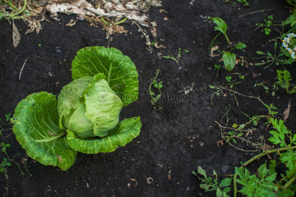 Similar – Vegetable cultivation on the balcony