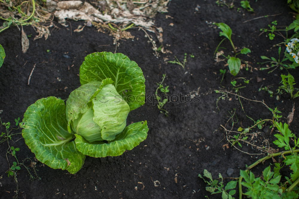 Similar – Vegetable cultivation on the balcony