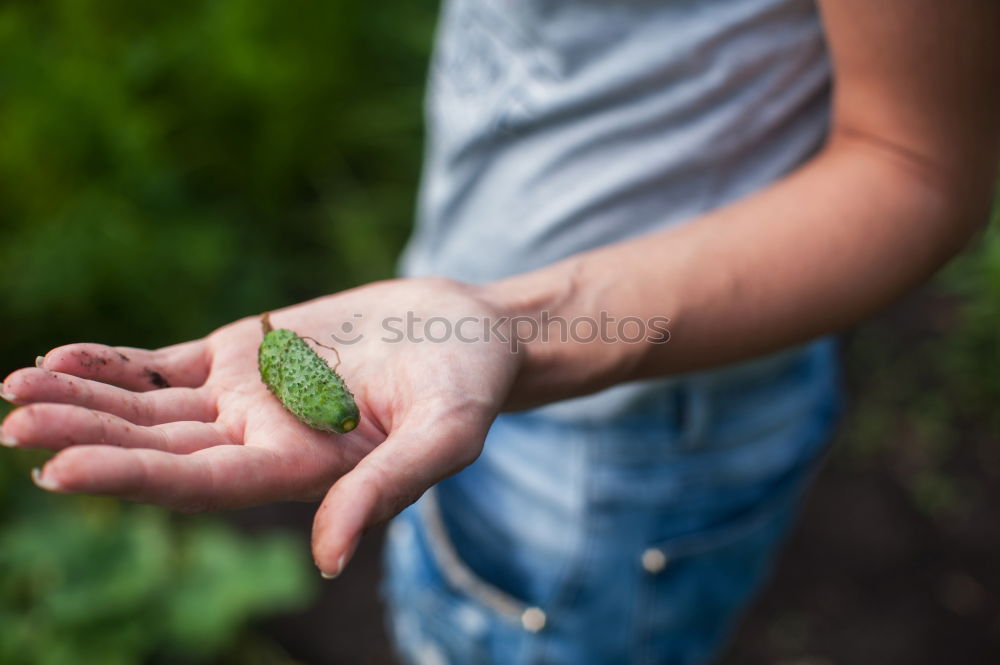 Similar – Image, Stock Photo rose hips Food Tea