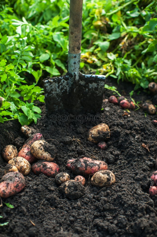 Similar – Image, Stock Photo Digging of ripe potatoes