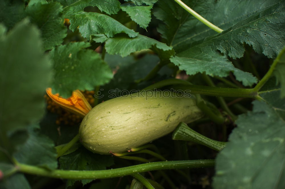 Similar – Image, Stock Photo Kohlrabi Pflanze Nahrung