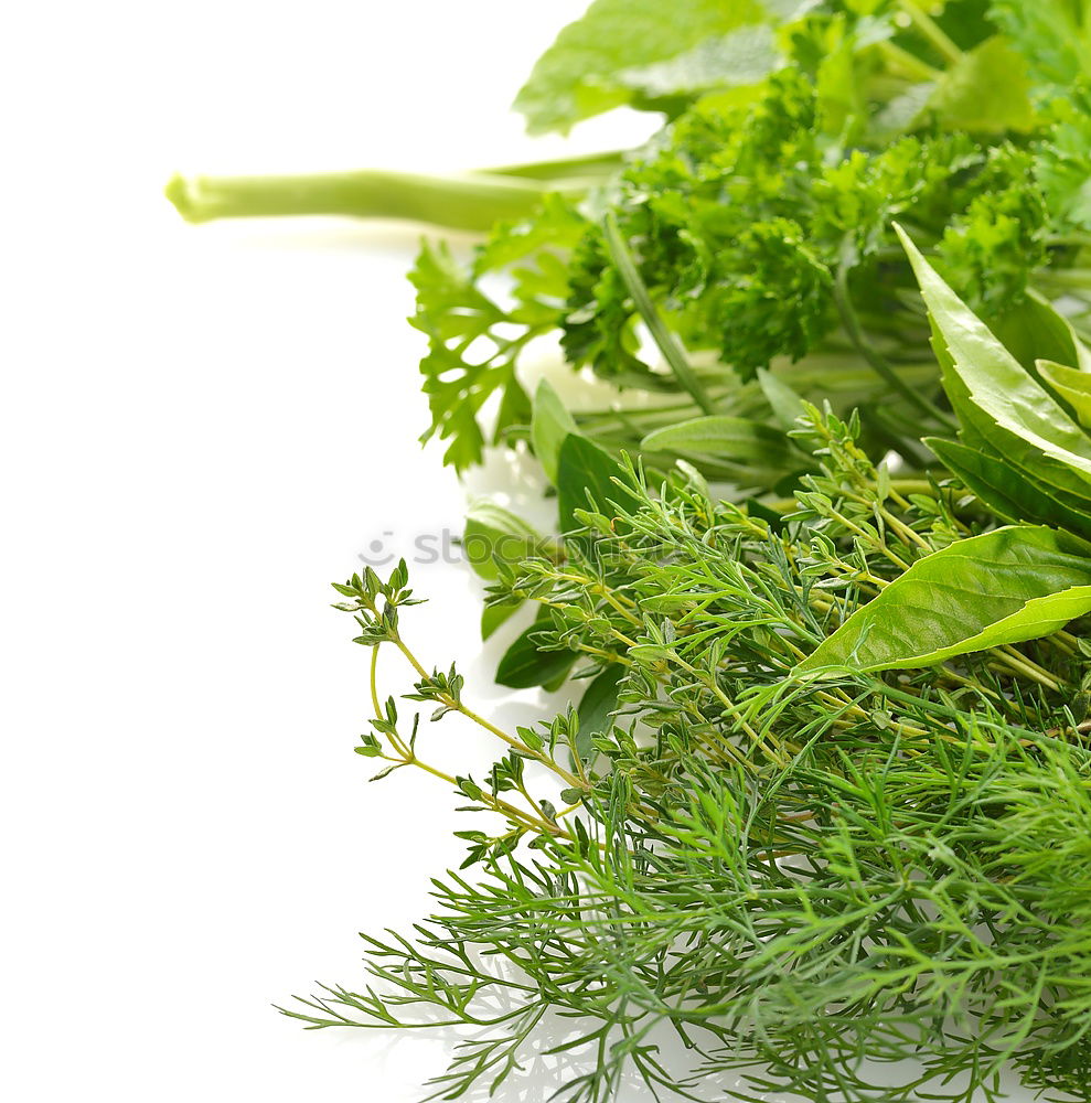 Fresh green herbs on white wooden table