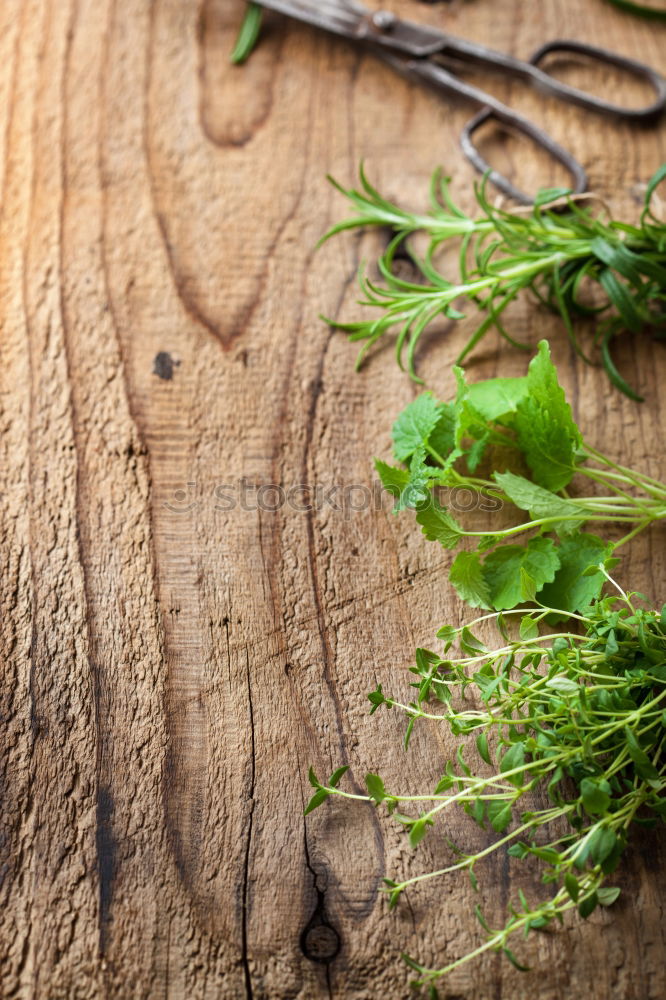 Similar – Rosemary twigs on wood