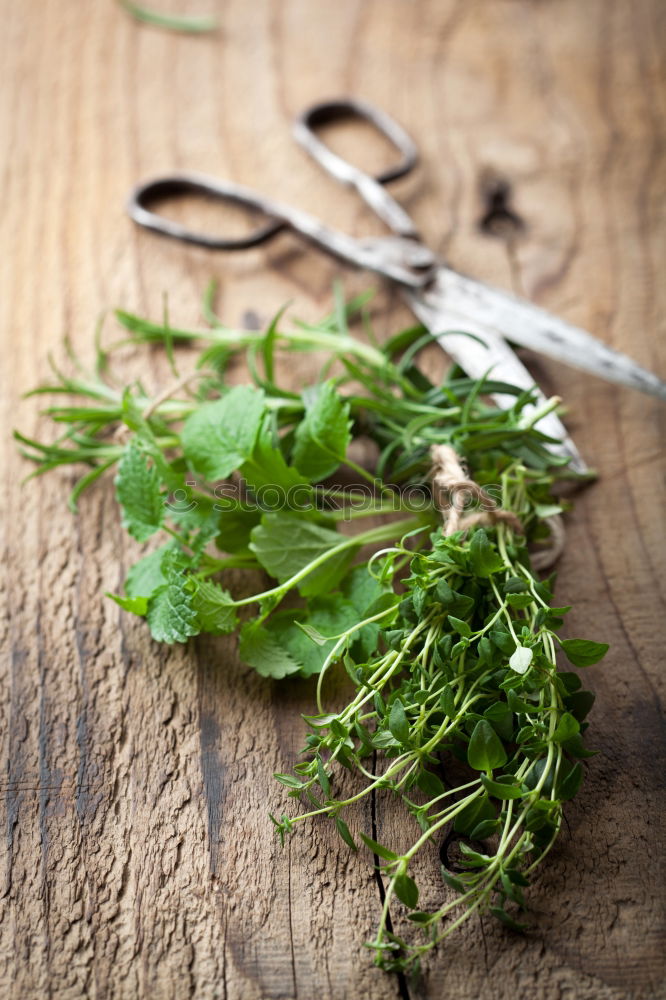 Similar – Image, Stock Photo thyme Thyme Bundle Bound