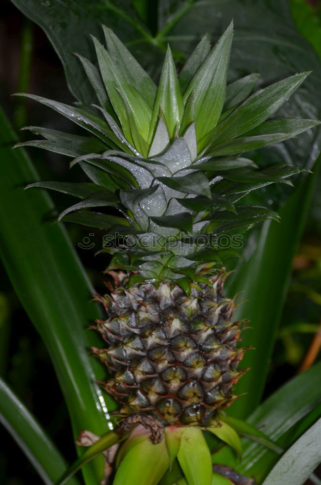 Image, Stock Photo Anna wet South Delicious