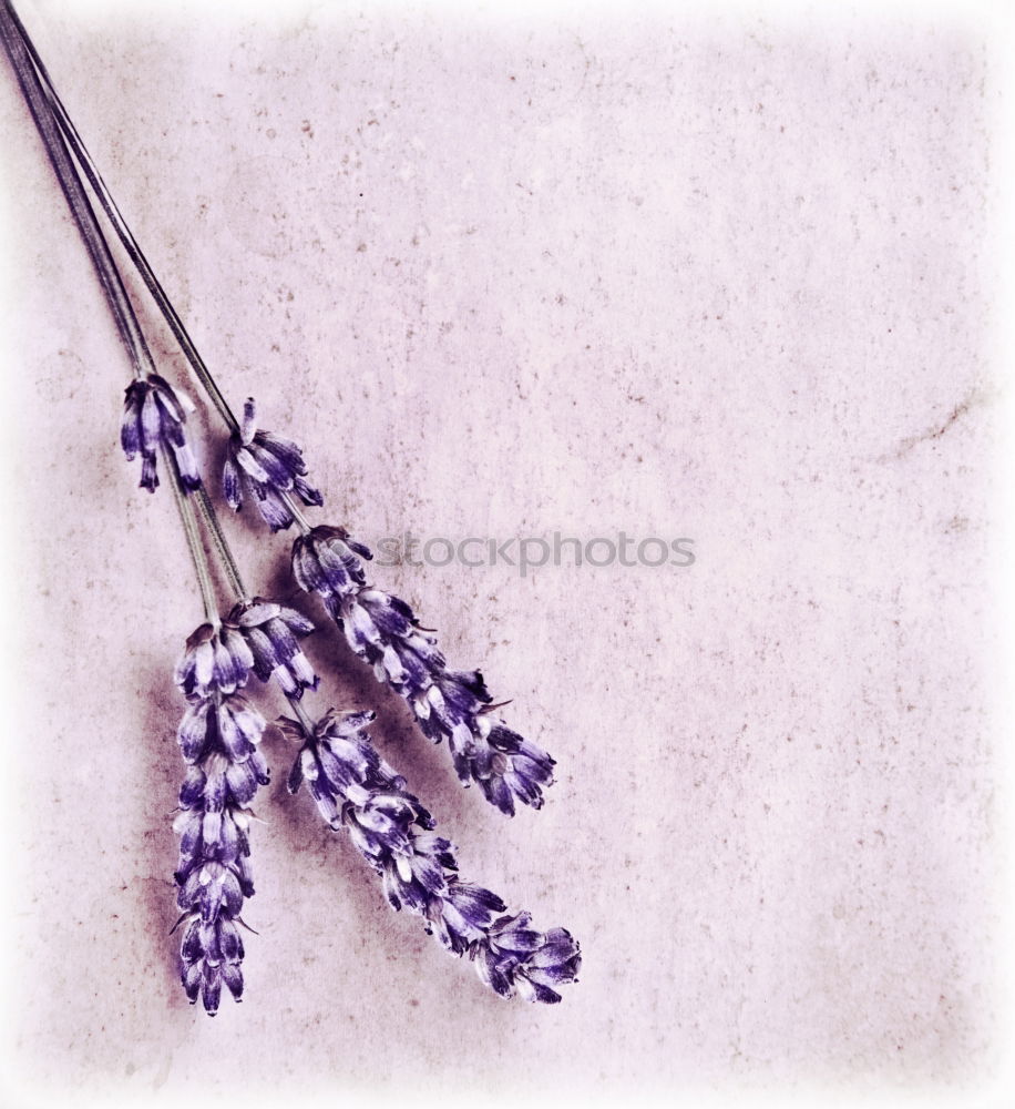 Similar – Image, Stock Photo lavender Lavender Violet