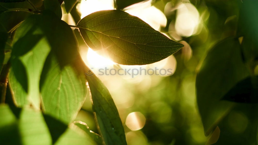 Similar – Image, Stock Photo Apple tree against the light