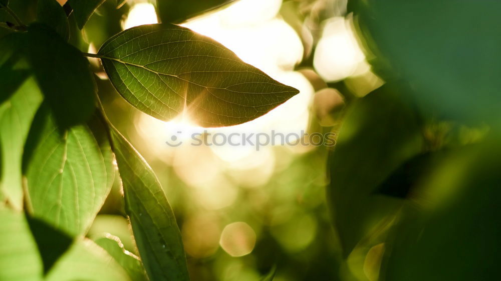Similar – Image, Stock Photo Pinot gris pour qui?