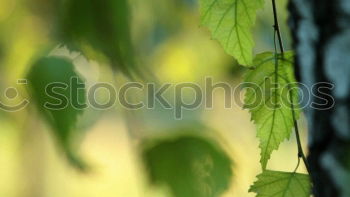 Similar – Image, Stock Photo Ginkgo 3 Nature Spring