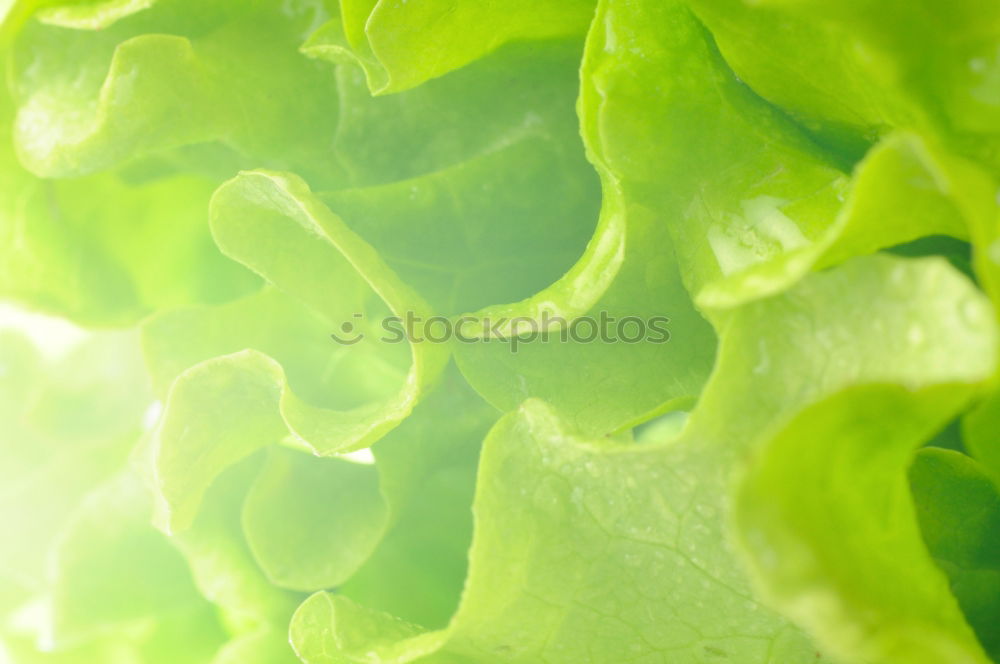 Similar – salad food Green Plant