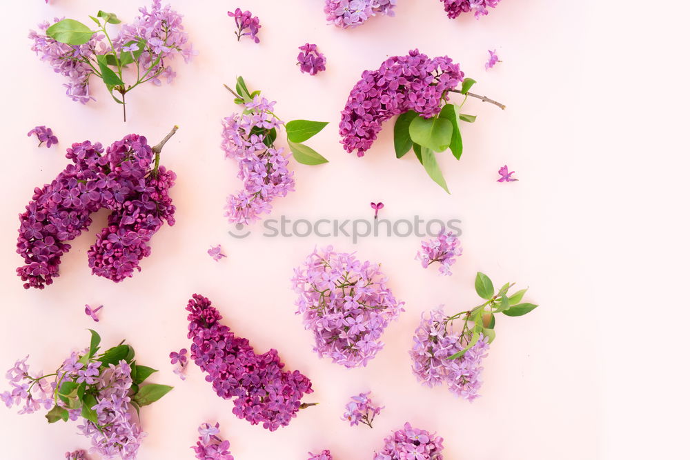 Similar – Aromatherapy, wellness and spa with lilac flowers