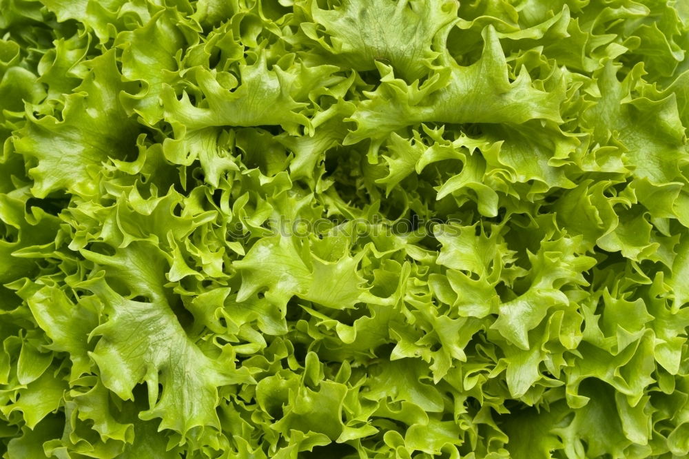 Similar – salad food Green Plant