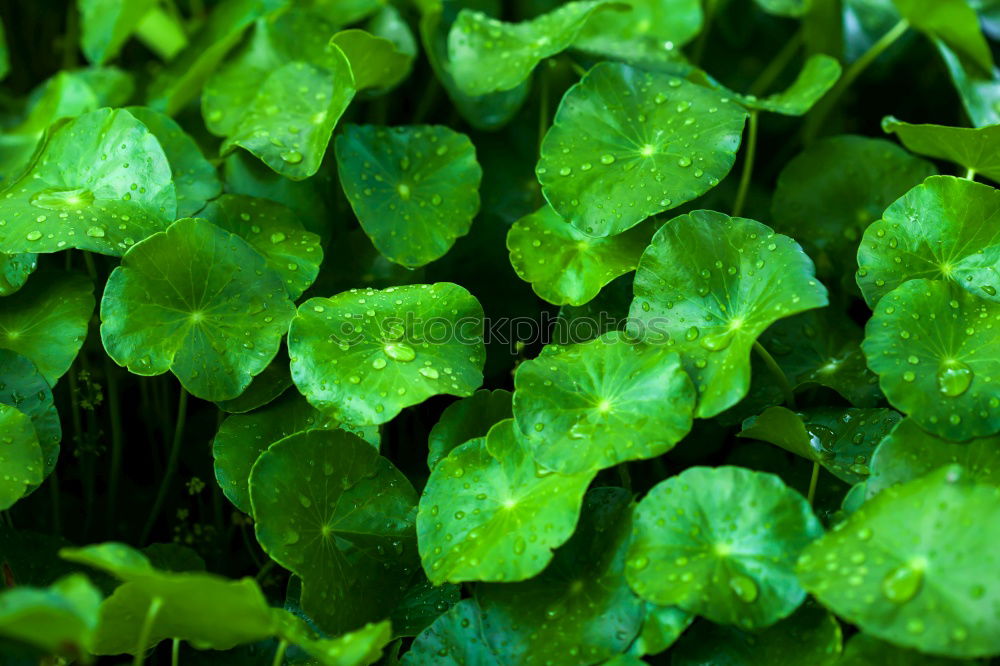 Similar – Image, Stock Photo Lucky clover, clover, four-leaved, raindrop, forest soil