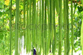 Similar – Image, Stock Photo Woman in the park, Peradeniya, Sri Lanka, Asia