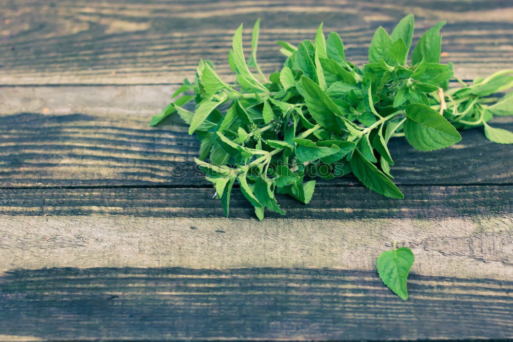 Similar – Image, Stock Photo Fresh lettuce on a rustic kitchen table