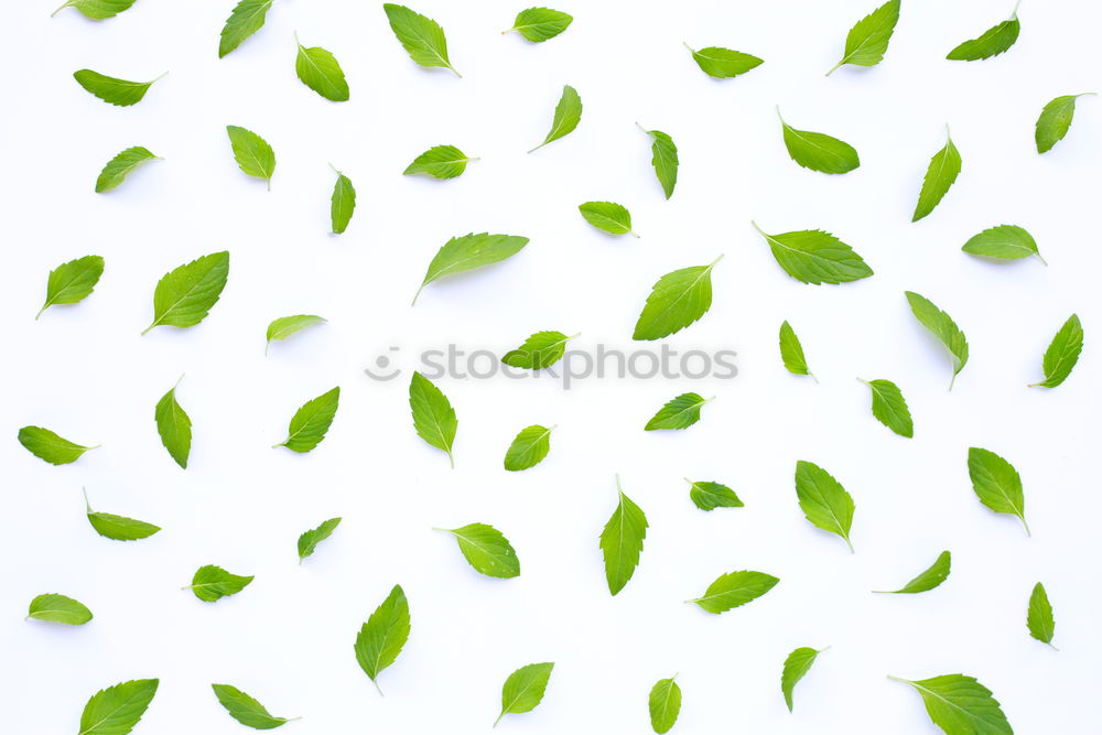 Similar – Image, Stock Photo Green leaves with drops of water on a white wooden background