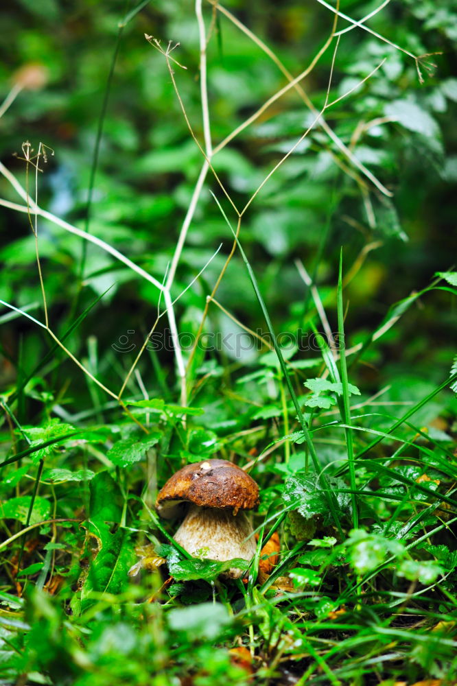 Similar – Image, Stock Photo Green Autumn Nature Plant