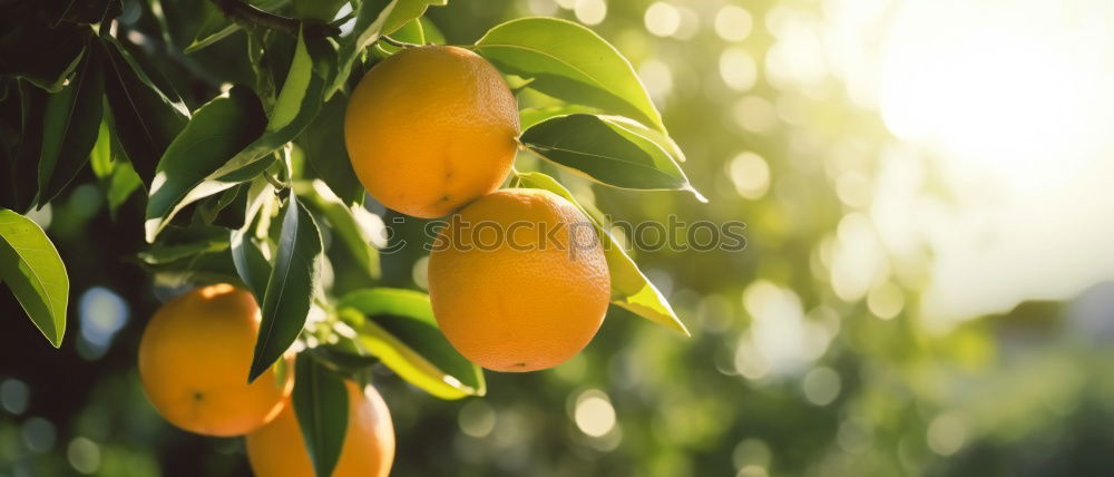 Similar – Image, Stock Photo Yellow-orange. Art