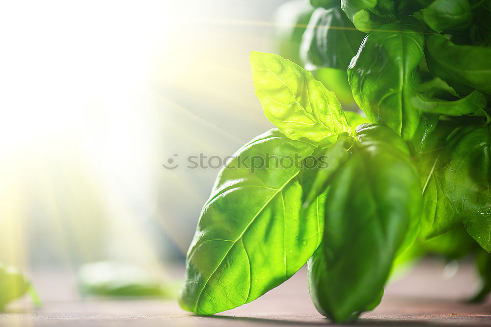 Similar – Growing vegetables in tubs on balcony