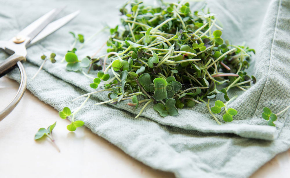 Similar – Image, Stock Photo thyme Thyme Bundle Bound