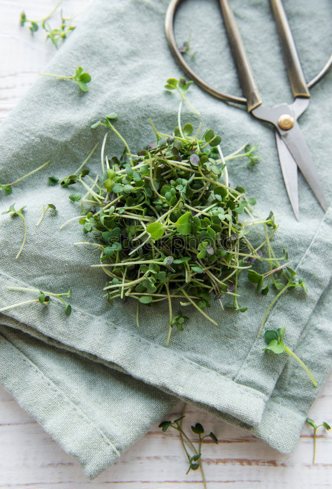 Similar – Image, Stock Photo thyme Thyme Bundle Bound