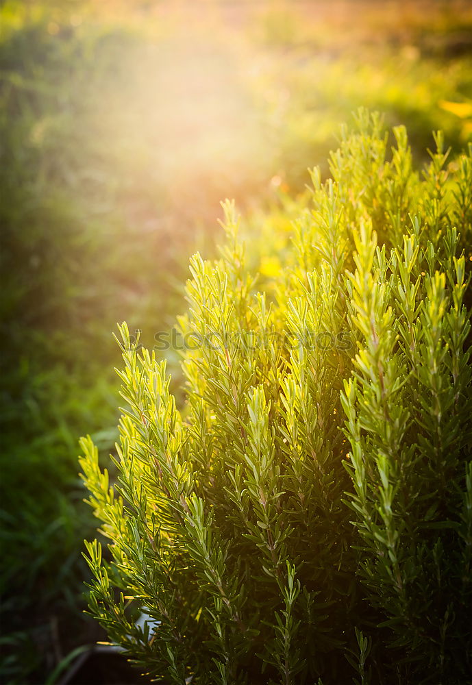 Similar – Rosemary in the garden.