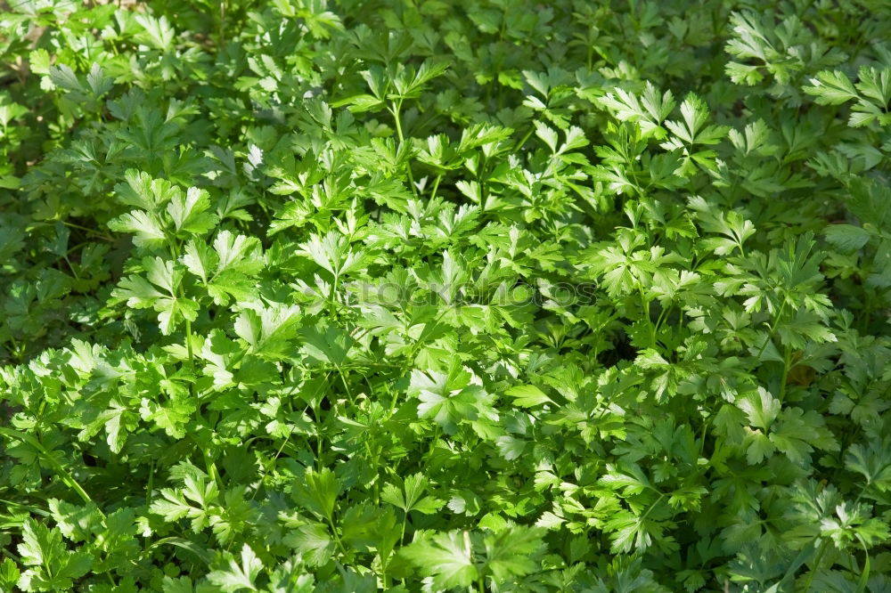 Similar – foliage Tree Leaf Green