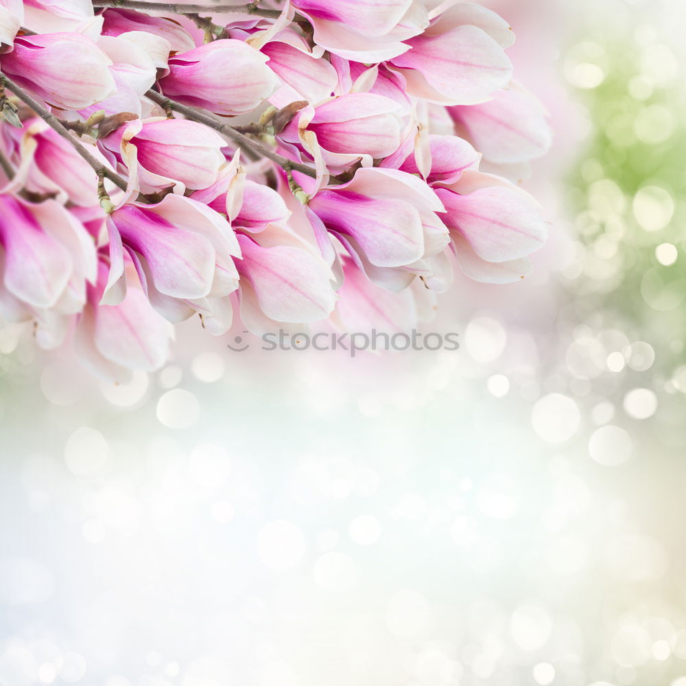 Similar – White spring acacia blossom on blurred nature background with bokeh and sunlight, close up. Abstract floral springtime nature , outdoor