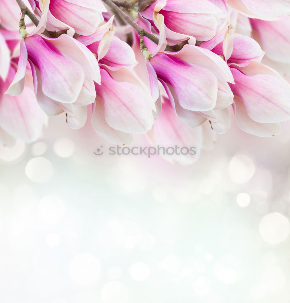 Similar – pink Plant Spring Flower