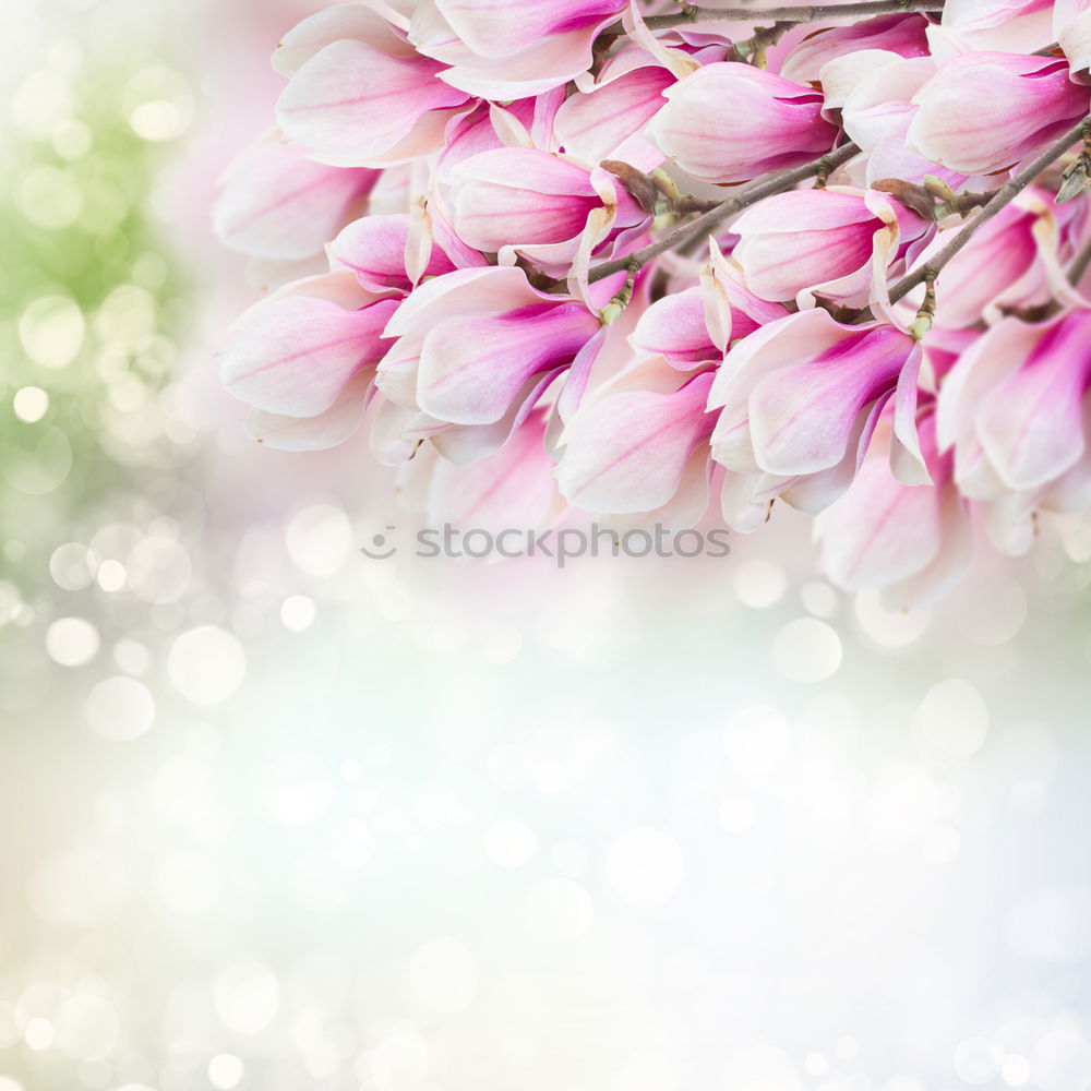 Similar – Spring nature background with magnolia flowers