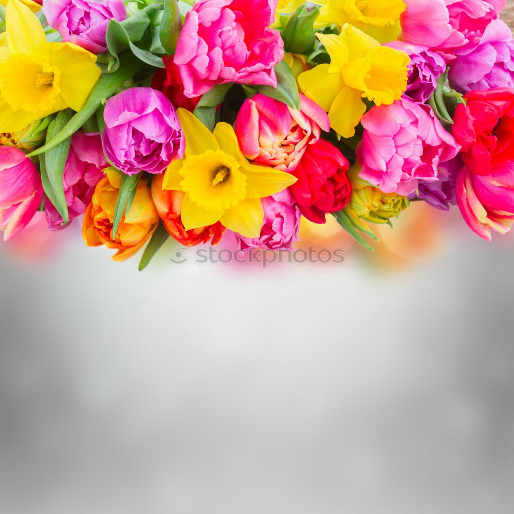 Similar – Flowers red tulips bouquet spring greeting