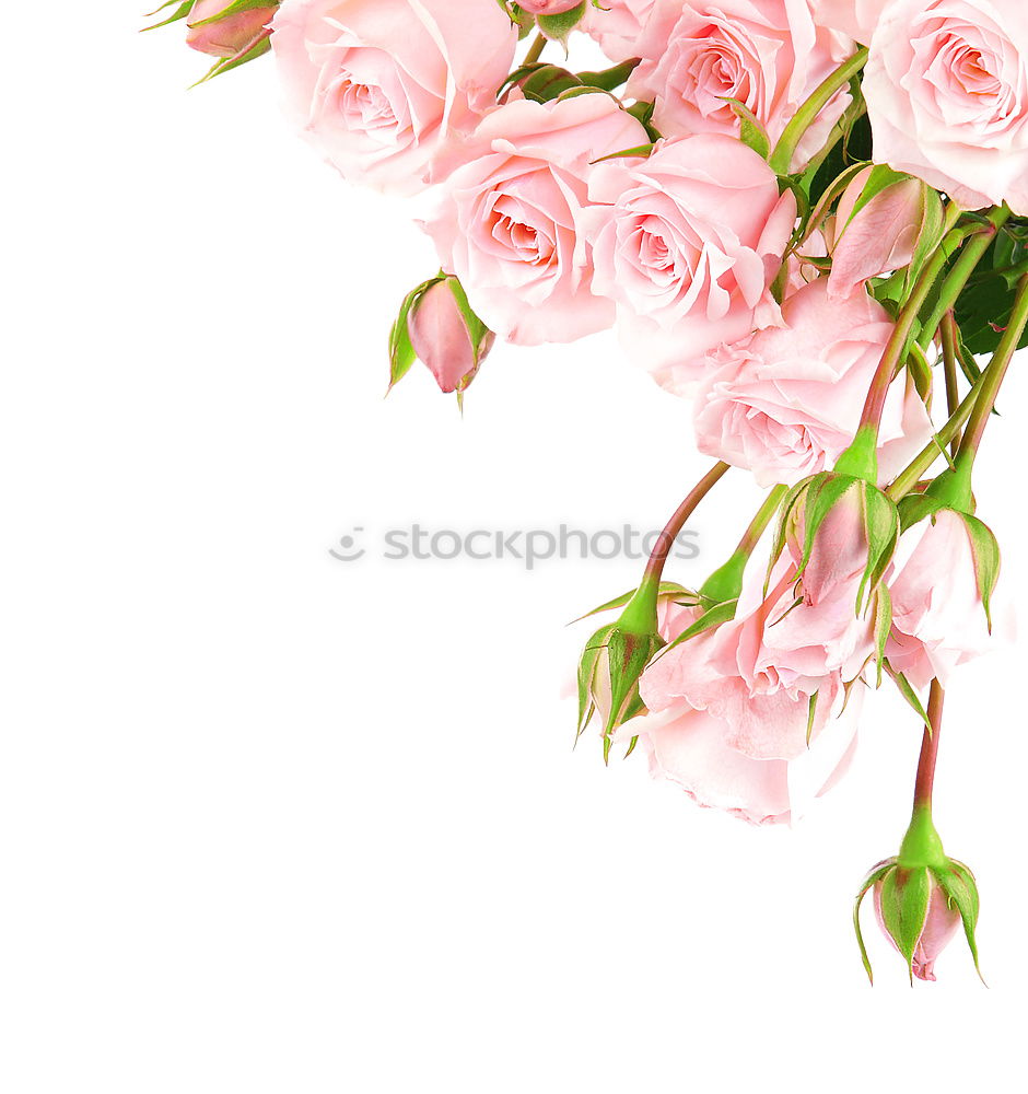 Similar – Pink and cream roses