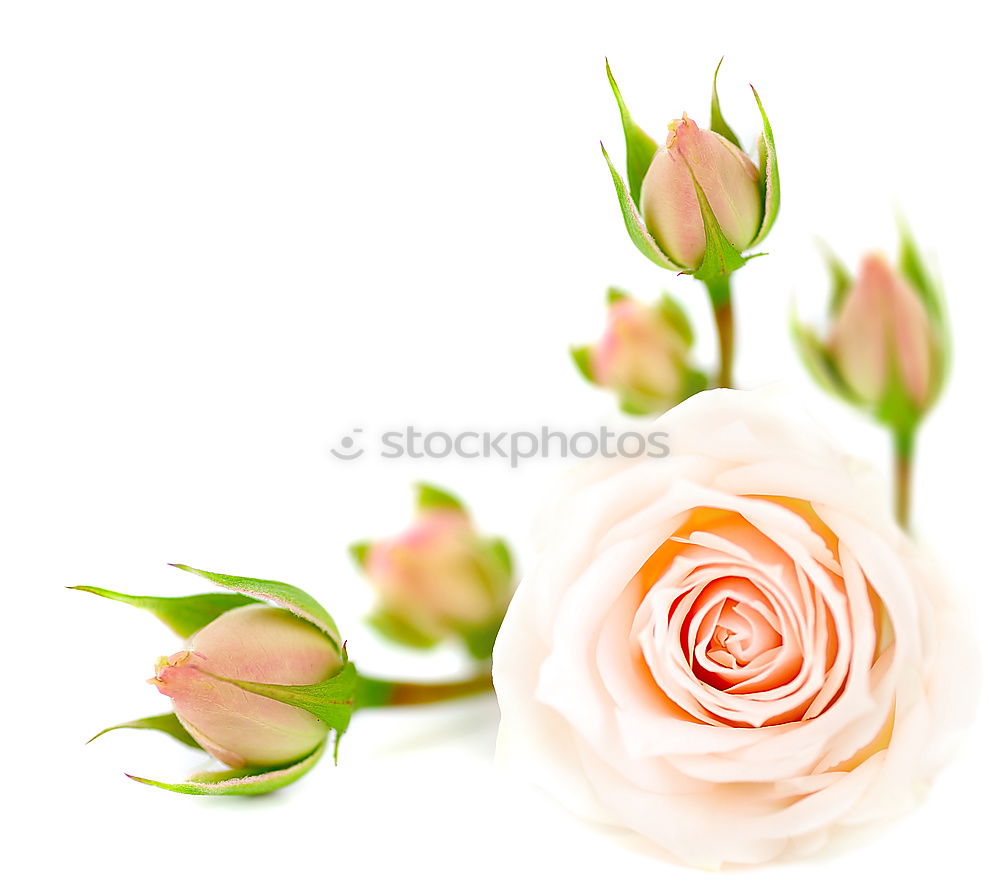 Similar – Image, Stock Photo Yellow Easter Tulip