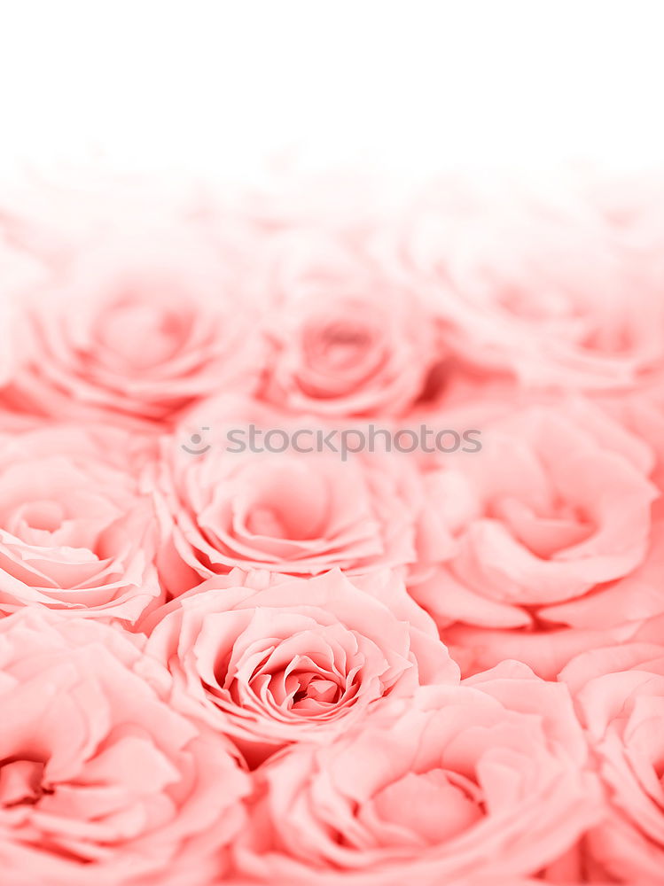 Similar – Image, Stock Photo Flowers peonies and roses of cream white and pink colour palette on the wall, floral wallpaper background for a wedding reception or romantic event. Faux artificial flowers wall in pink colours.