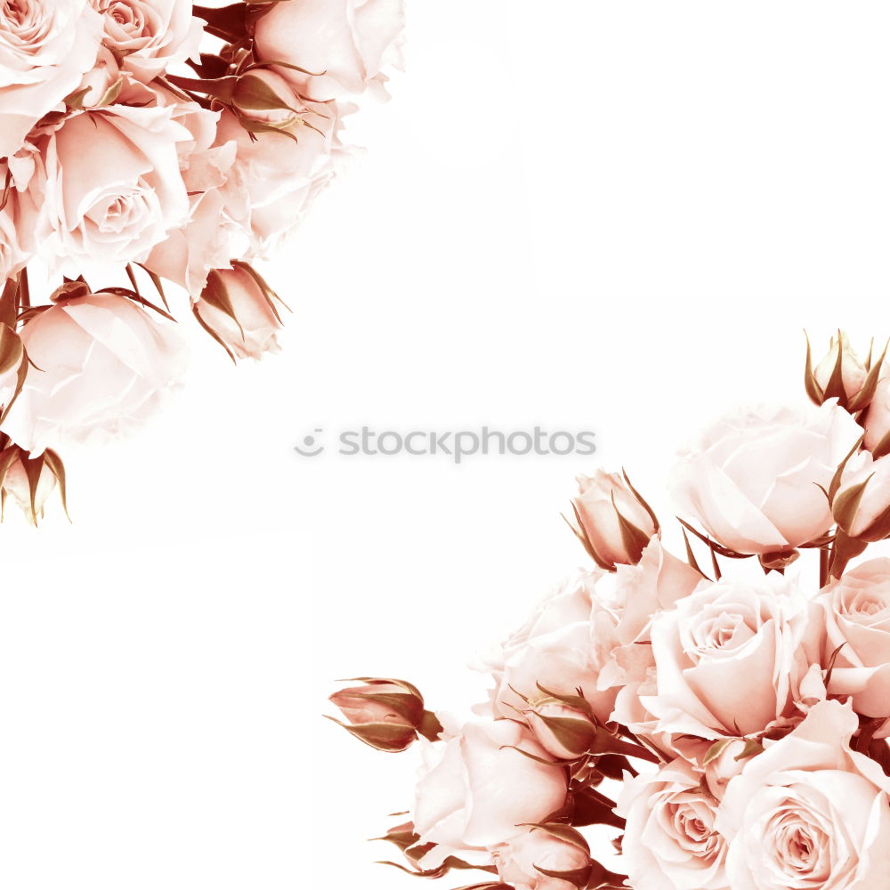 Similar – Image, Stock Photo Pastel floral background with beautiful flowers