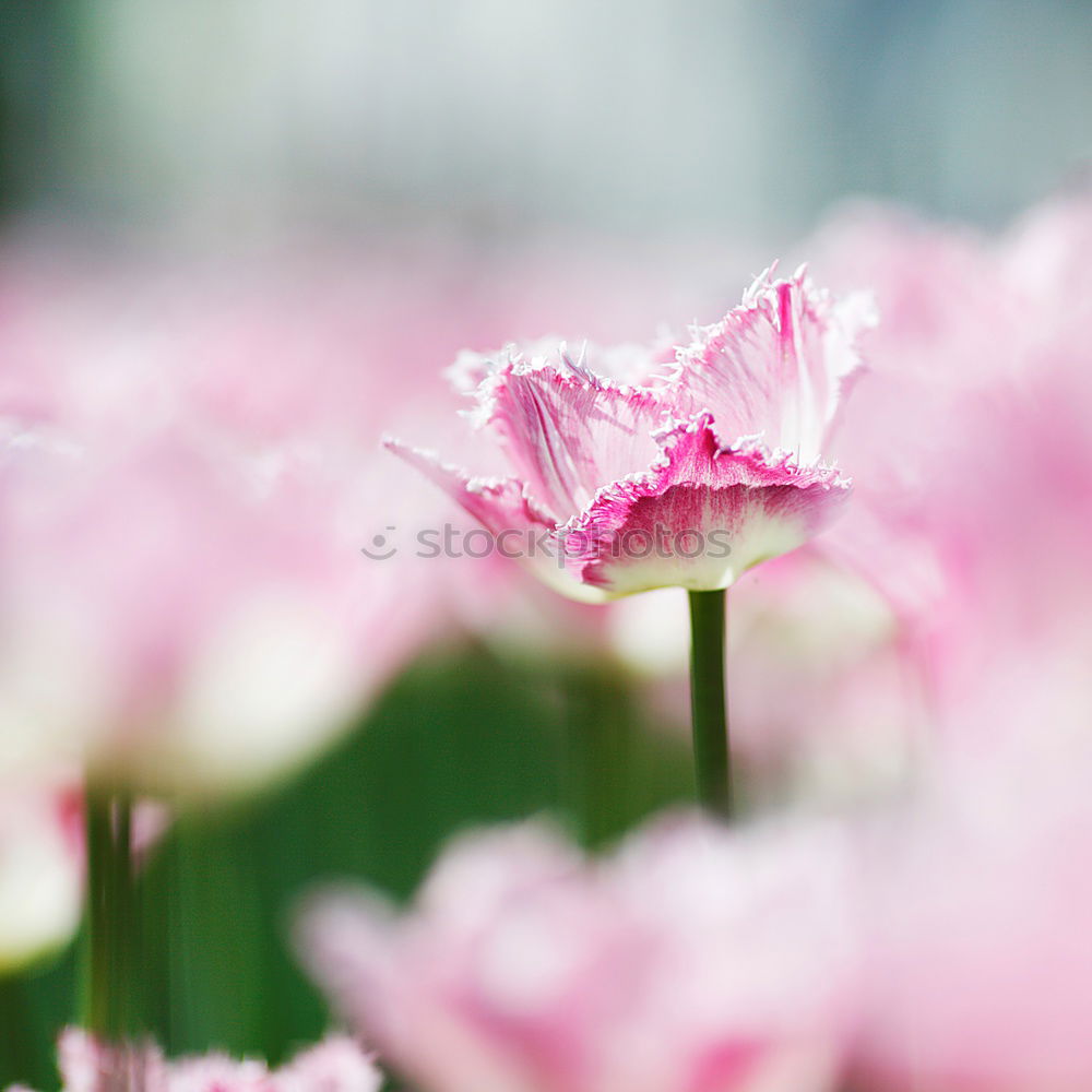 Mohnblume Natur Landschaft