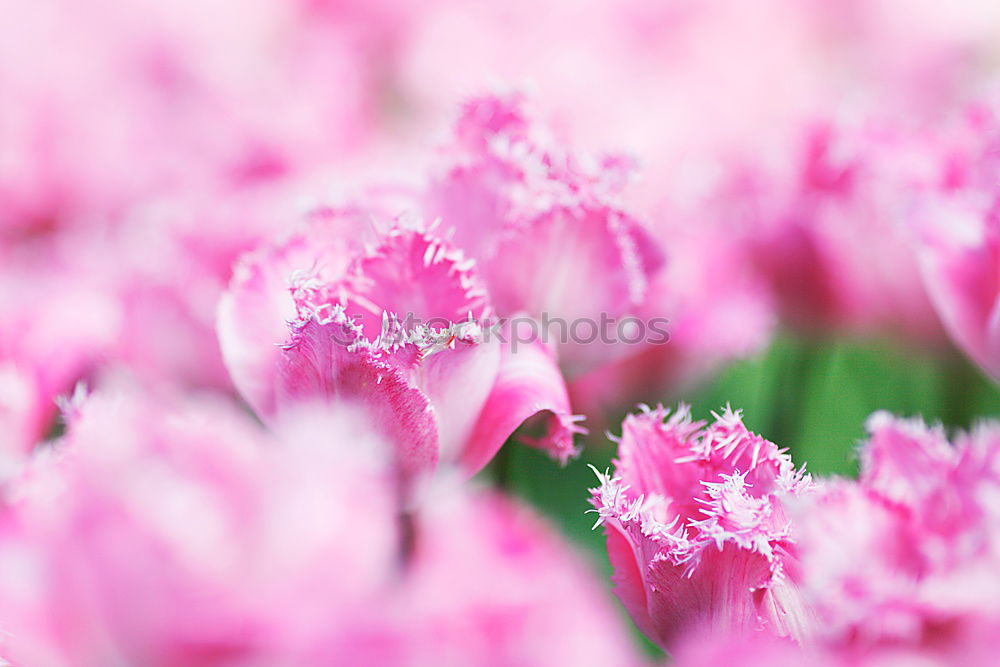 Similar – hydrangea Nature Plant