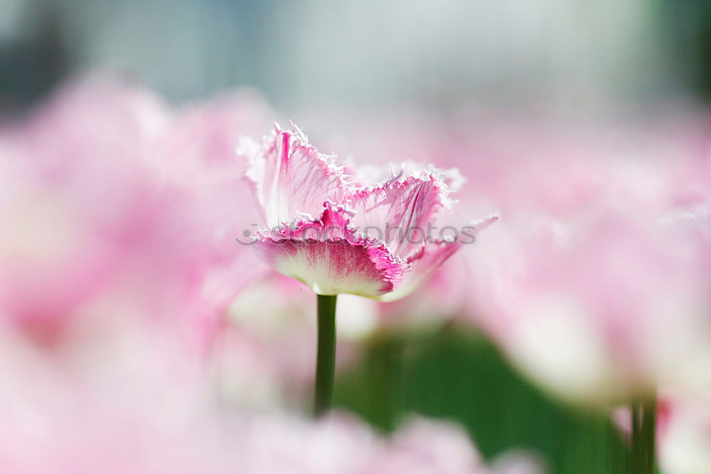 Similar – Mohnblume Natur Landschaft