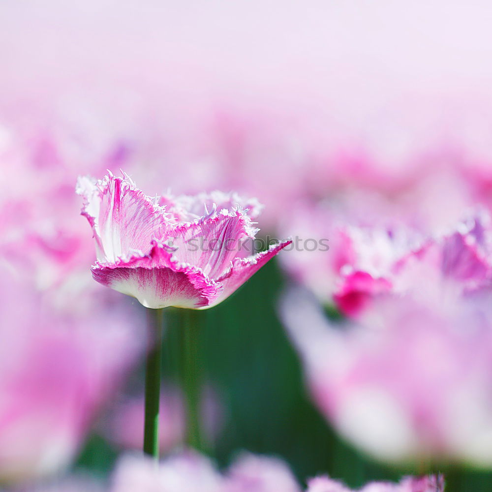 Similar – Image, Stock Photo Tulip greeting for the weekend